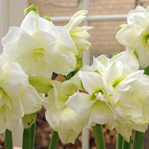  Amaryllis Jewel, Amarylis Bulbs, Hippeastrum Jewel, Hippeastrum Bulbs, White Flowers, White Amaryllis